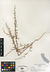 Herbarium Sheet of 